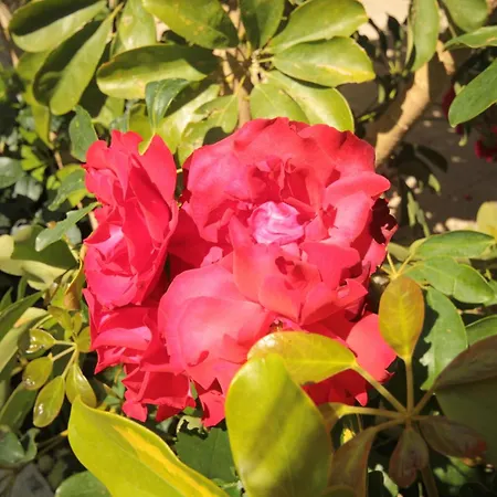 شقة With Parking Space Orebic, Peljesac - 10092