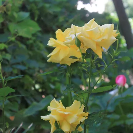 شقة With Parking Space Orebic, Peljesac - 10092 أوروبيتش