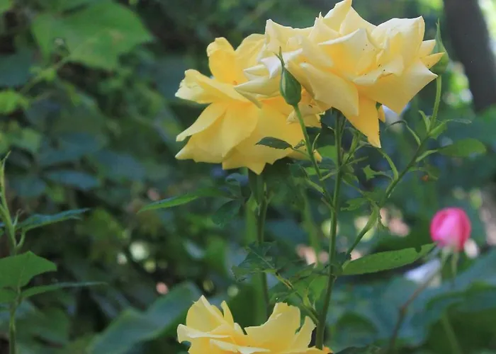 아파트 With Parking Space Orebic, Peljesac - 10092 오레비츠