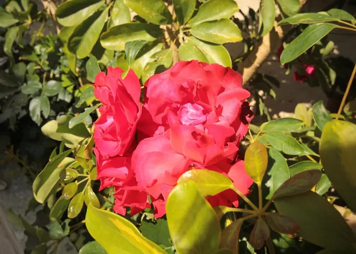 Apartamento With Parking Space Orebic, Peljesac - 10092